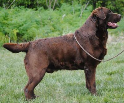 BISS Am GCH Can CH Highcaliber Labradale Expresso