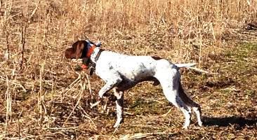 JERSEY SPORTING DOG DUC