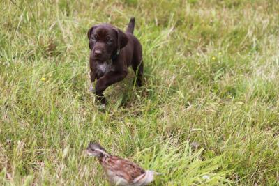 June 2014 Litter: Mason x Daisey