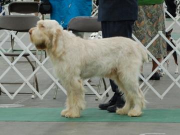 GCH CH Klondike's Frederico Ilario