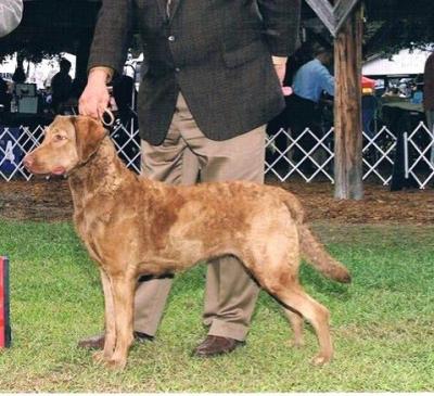 GCH CH Whispering Oak Wandering Ivy