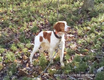 IVEN DU VALLON DE BEAUDINI