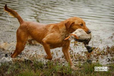 Birddog's Wetland Raider JH SH MH     STUD