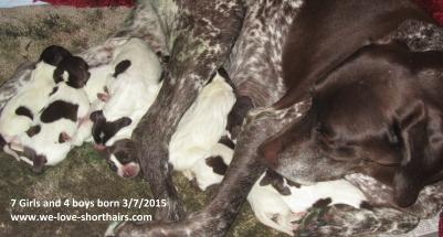 GSP Litter Born March 7, 2015