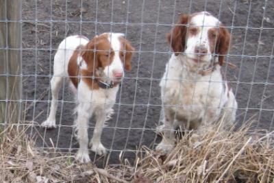 CORDLE'S KENNEL PUPPIES