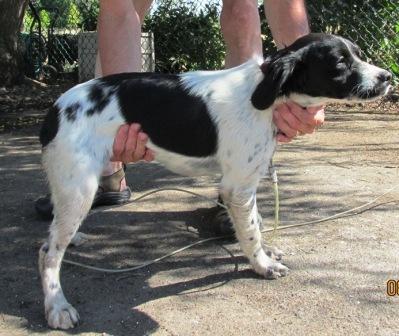 ISADORA DE DOCS CHIEN DU CHASSE