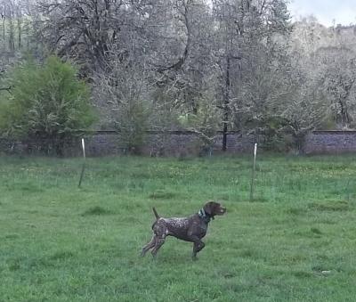 Noble Ridge Sage Bird Hustler