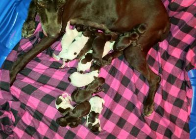 Gus X Lilly II - German Shorthaired Pointer Puppies