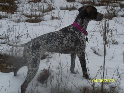 Jersey Sporting Dog Genevieve (Eve)