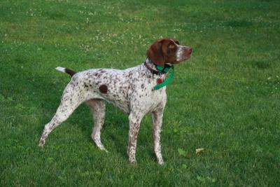 Great Lakes Gun Dogs Josette (Josie)