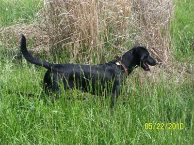 Killbuck Creek Molly