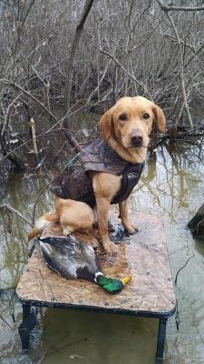 MISSOURI MUDDY PAWS WINCHESTER GUNNER WEISS