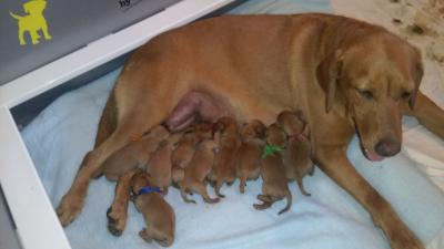 FOX RED LAB PUPS