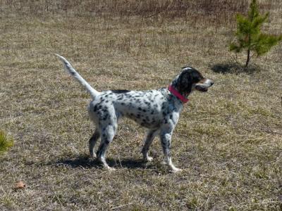 Setter Heaven Lucky Lady JH Setter Heaven Kennel