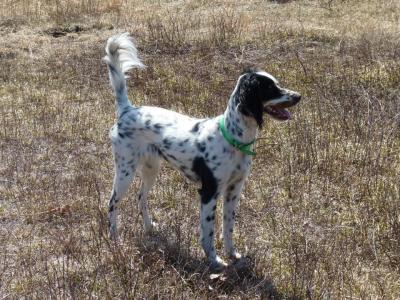 Setter Heavens Lucky Penny Setter Heaven Kennels