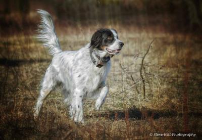 Setter Heaven Lucky Star JH  Setter Heavens Kennels