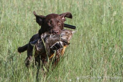 Birddog's Goodtime Magnet MH25