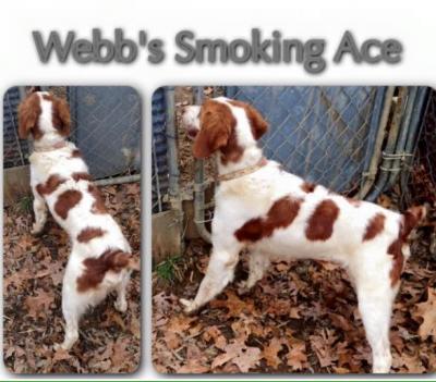 Webb's Smokin Ace