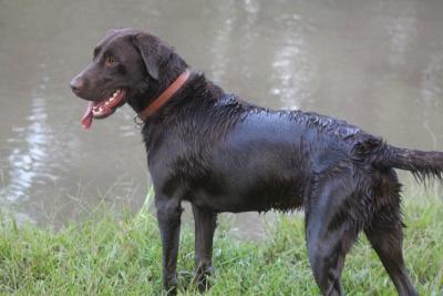 Bayou Nichols Marsh Sweet Jolie