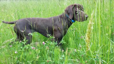 Vanhooser's Big Riggs Von Greif