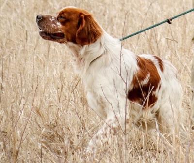 Atos (CH Gatsby du Mas d'Eyraud X Lara del Cecchetto)