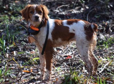 Coca Cola de Manchabarri (CH Gatsby du mas d'Eyraud X Agatha de Manchabarri)