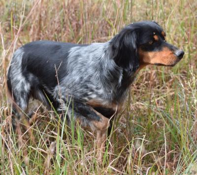 GRCHF Harriett des deux Pierre Bleues (Djazz de la Plume Picarde X Dana dex deux Pierres Bleues)