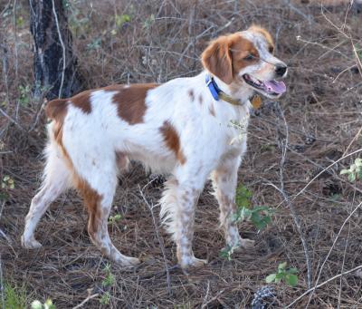 GRCHF CH Gallant Thor Sur Le Delavan (GRCH GRCHF Vernon de L'Escarbot X GRCHF2 De La Ferme 