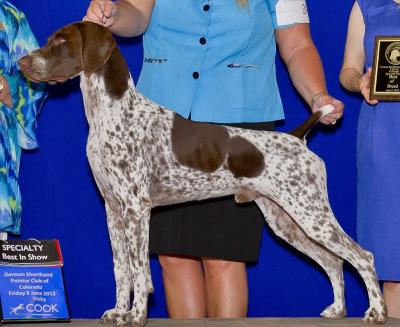 GSP Litter Born June 3, 2016