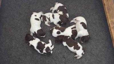 FLINT/GRACIE LITTER