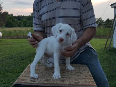 Charlie and Bandit PUPS