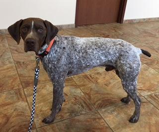 Jasper of Great Lakes Gun Dogs