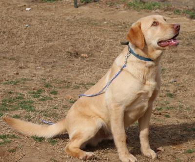 RSL'S CASPER WITH GOLDEN SNOW