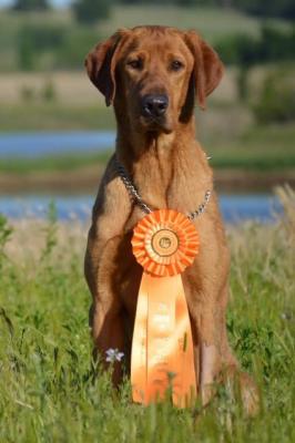 Birddog's Power Of The Phoenix SH  MH  STUD