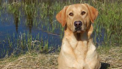 Birddog's Crow Rivers Hunter  AT STUD