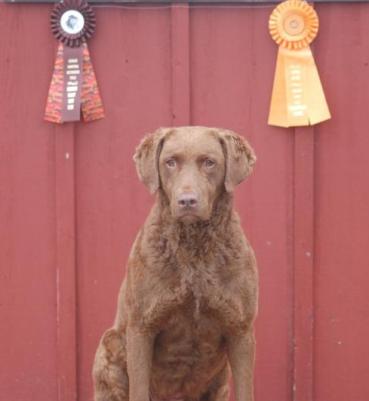 HRCH Nilsen's Fieldstars Granda Mocha SH CGC RN (Mocha)