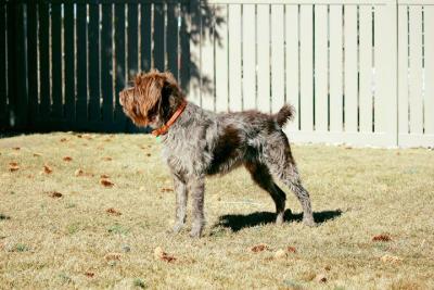 Rocky Mountain Griffons Aldo Hank