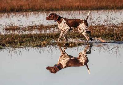 DESERT POINT ROB,AKC GSP all health clearences