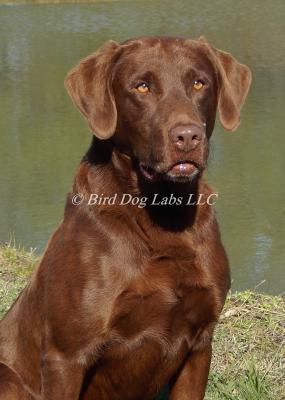 WBF's Man On The Stand QA2 - History high point derby chocolate male!