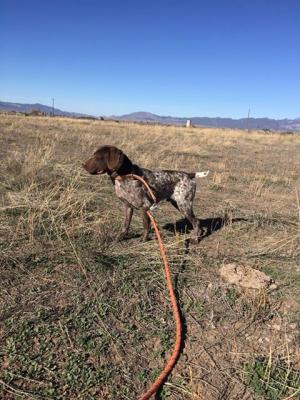 Best Gun Dogs Tommy