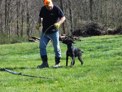 River Ridge Anja (2 passes on AKC JH)