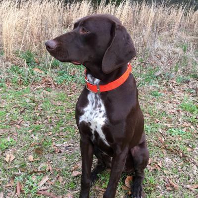 Cotton Lake's Feather Ruffling Izzy Belle