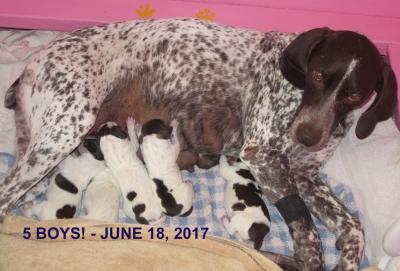 GSP Litter 5 BOYS Born 6/18/17