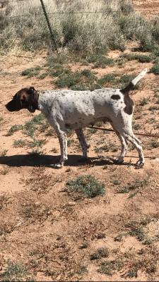 wildrose german shorthairs