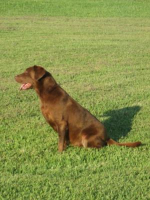 Hunter Retriever's Autumn Skye