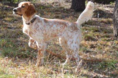 LMD's Reba
