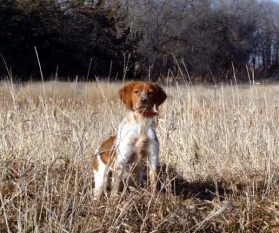 JAYDE DE PLUM CREEK