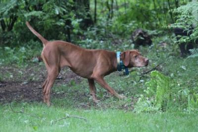 NGDC FC On-Point Vizsla’s “Zoey” JH