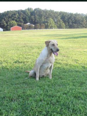 Hunter Retrievers Little GIdget