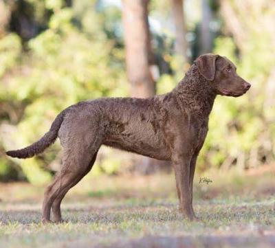 GCH CH Whispering Oak Josie Wales DS